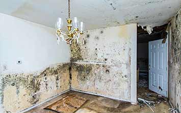 Mold Remediation Mold Insprctions C Tech Restoration Kearney NE